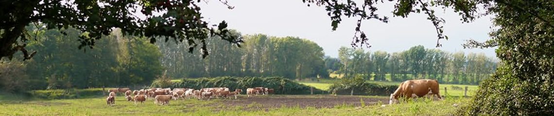 Holzhausen Feld mit Kühe